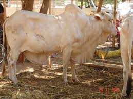 Techniques d'embouche bovine